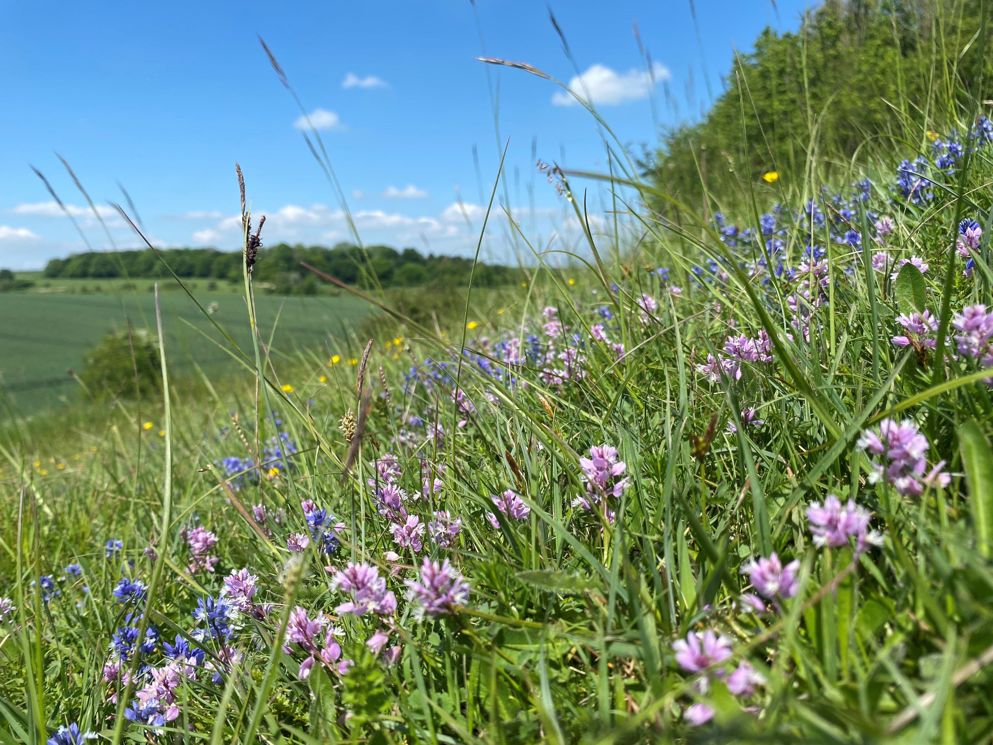Chalk grassland wildflower meadow with oxeye daisies, scabious and native grasses