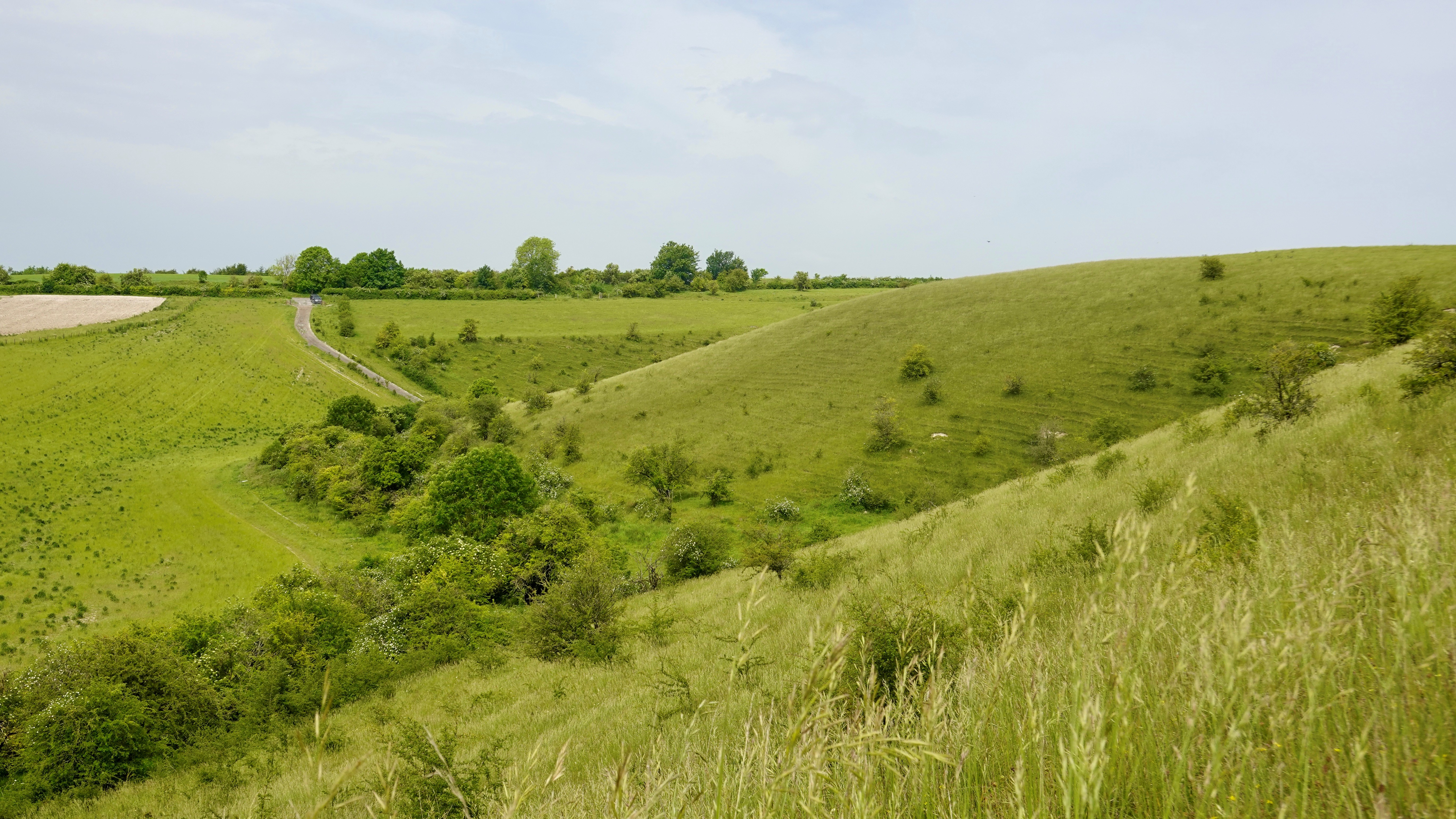 Native scrub and hedgerow of hawthorn and blackthorn along a field edge