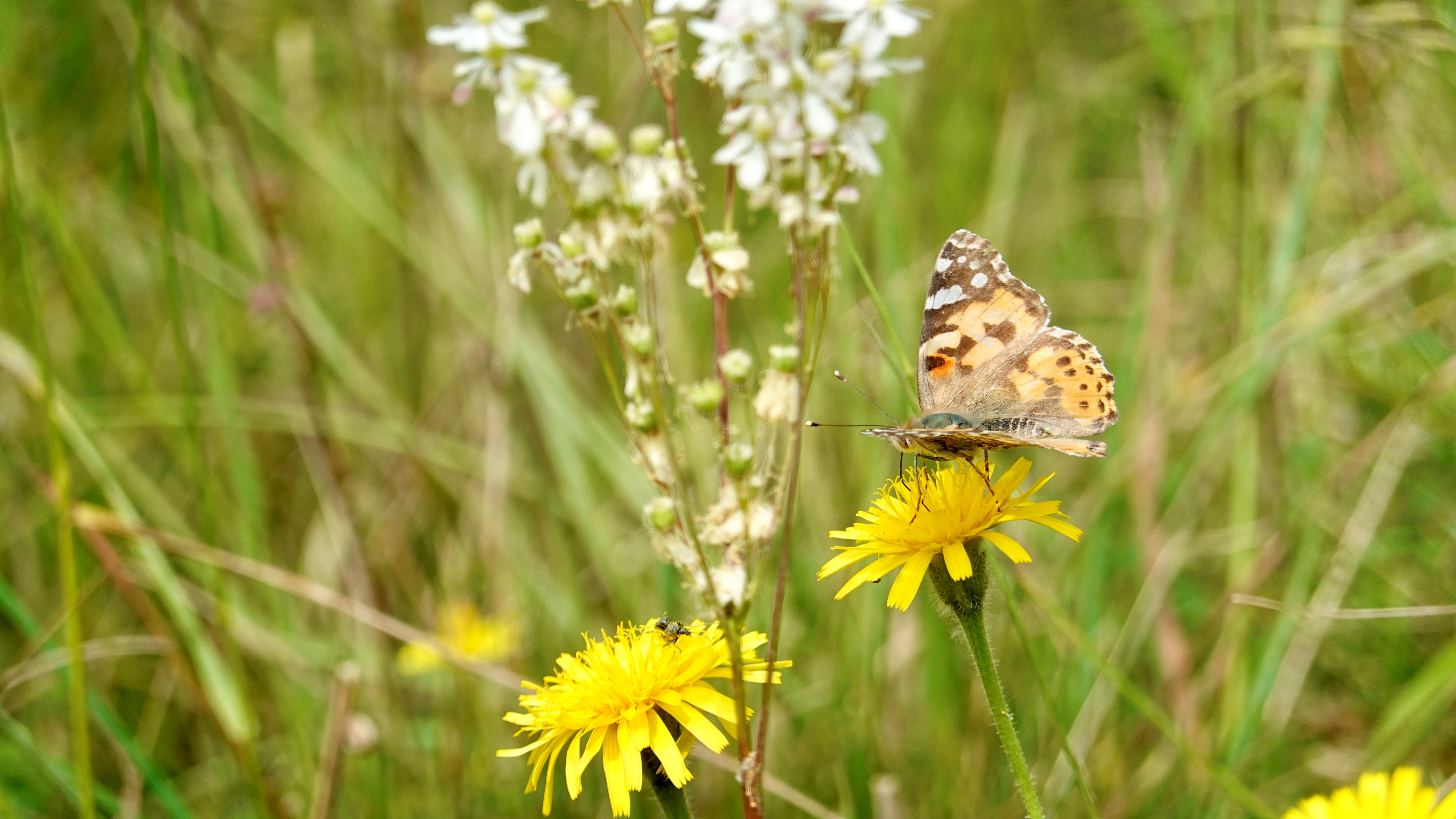 Painted lady butterfly feeding among wildflowers at East Farm